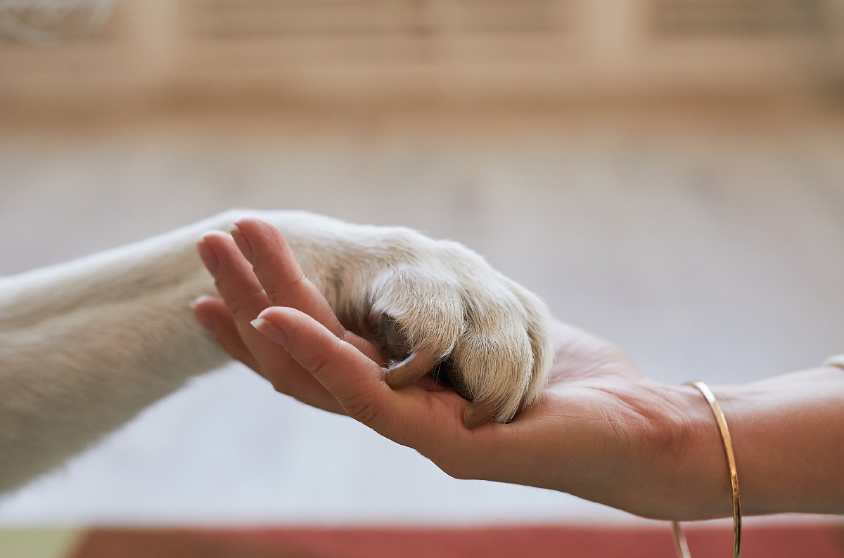 Cuiabá registra aumento em adoções de animais e tem 70 bichos para adotar