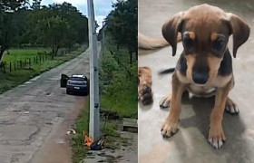 Câmera flagra mulher abandonando cachorro em frente a associação de proteção animal em Nobres