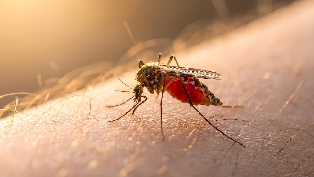 Mato Grosso registra 12.415 casos prováveis de dengue e 14 mortes em 2026