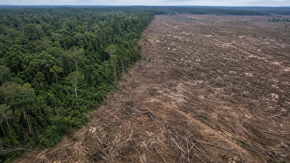 Multa de R$ 7,1 milhões por desmatamento em Mato Grosso é arquivada