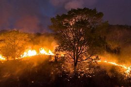 Força Nacional fica no Pantanal até janeiro e vai investigar incêndios provocados por ação humana