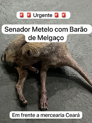 cachorro abandonado