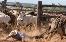 Trabalhador morre após ser arrastado por burro em curral em MT