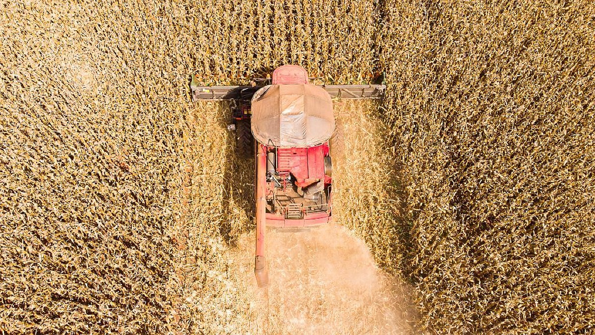 Mato Grosso deve produzir quase 60% do gergelim do Brasil em 2026
