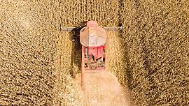 Mato Grosso produz 59,7% do gergelim do Brasil e segue líder em grãos