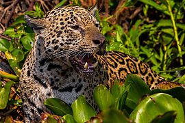 Onças do Pantanal ganham filme da Netflix com voz de Fernanda Torres