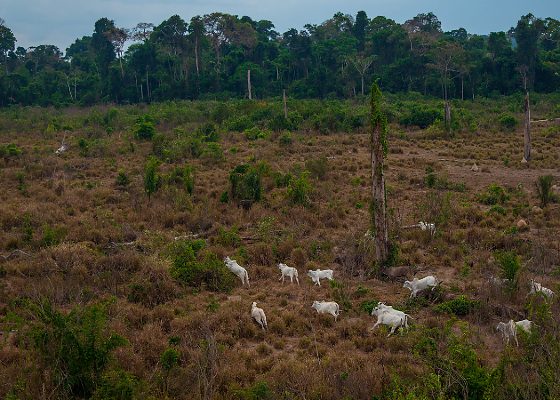 fazenda desmatada, gado