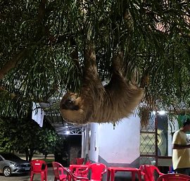 Arara no quintal e preguiça em árvore: bombeiros fazem dois resgates em MT