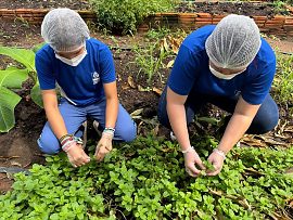Alunos de MT criam seis tipos de pomadas naturais com plantas do Cerrado