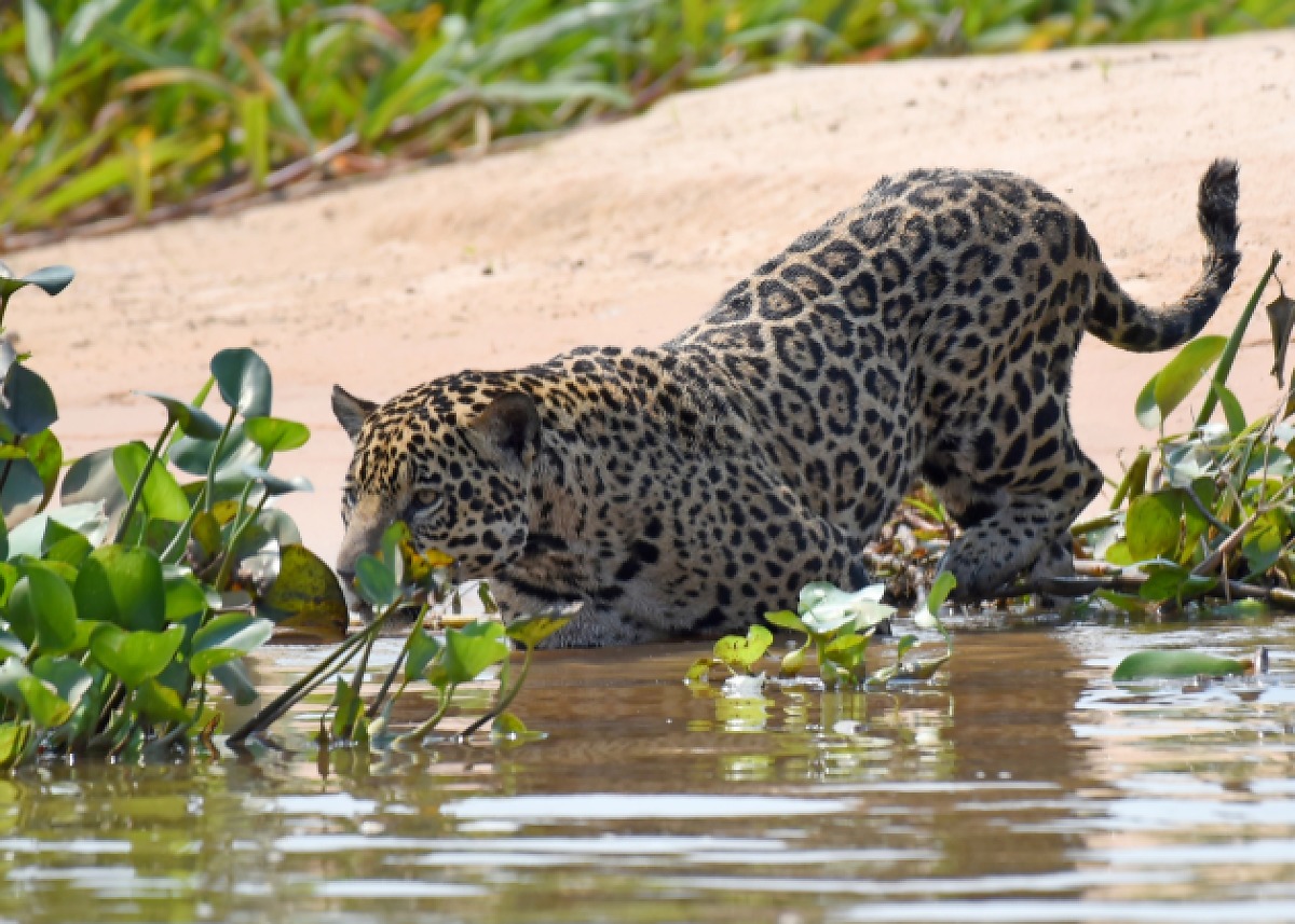 Governo de MT quer criar refúgio de 44 mil hectares para onças no Pantanal; área inclui 12 imóveis rurais